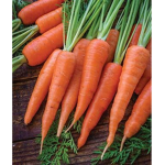 Minecraft QH