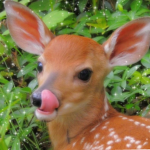 Bëśtïèś