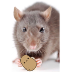 POTATO RATS!