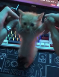 Gatos Cats