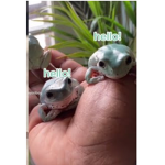 Froggy for life :D