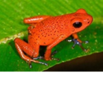 frogs people only
