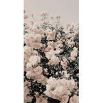 S̆̈ŭ̈n̆̈n̆̈y̆̈d̆̈ă̈y̆̈s̆̈