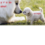 Doggos :>