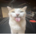 Orange cats and doggies