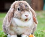 The best Bunny Group Ever