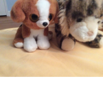 Dog And Cat Land