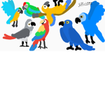 parrots!!!