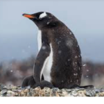 PERFECT PENGUINS! :)