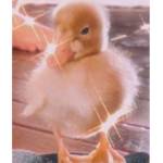 little duckie