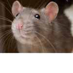 Rat Dreamers