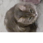 Cute cat (Gabby)