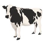 Cow Inc