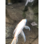 My bruh peeeps