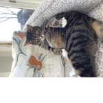 Gato kingdom