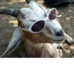 toxic goat