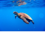 TurtleFan