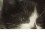 Soph’s kitten group