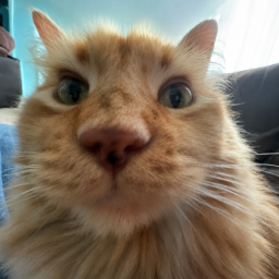 My Cat Bobo