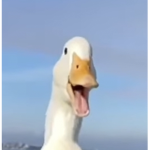 Ducky squad world