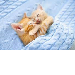 Cat Village