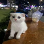 cats++