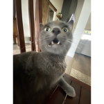 Literally Cats