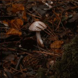 ↟