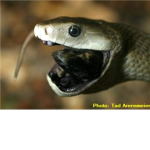 Shadow Mambas