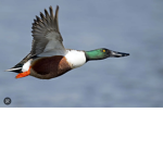 Duckbros