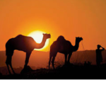 camelbycamel.