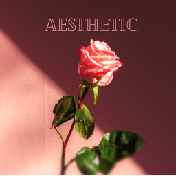 -Aesthetics-