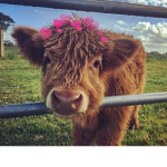 Cows_roblox