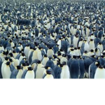 Penguin Power!