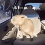 hop out at the after party