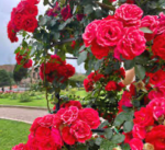 [ Rose Family ]