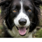 #save the dogs