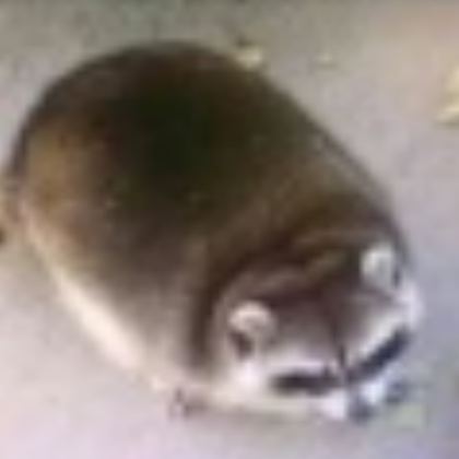 raccon dog Roblox decal