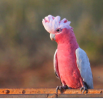 Colozals Bird Flock