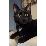 catowner7