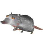 Big Fat Rats On A Lawn About To Take Your Food