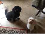 Fluffy puppy love