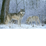 Wolf famliy :3