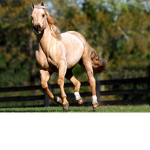 The international horse riding club!