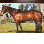 People love horses