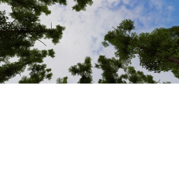 Wide wood forest
