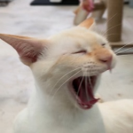 thailand only friend
