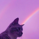 Purr- fect Vibes