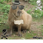 Capybara gang