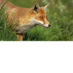 foxes army